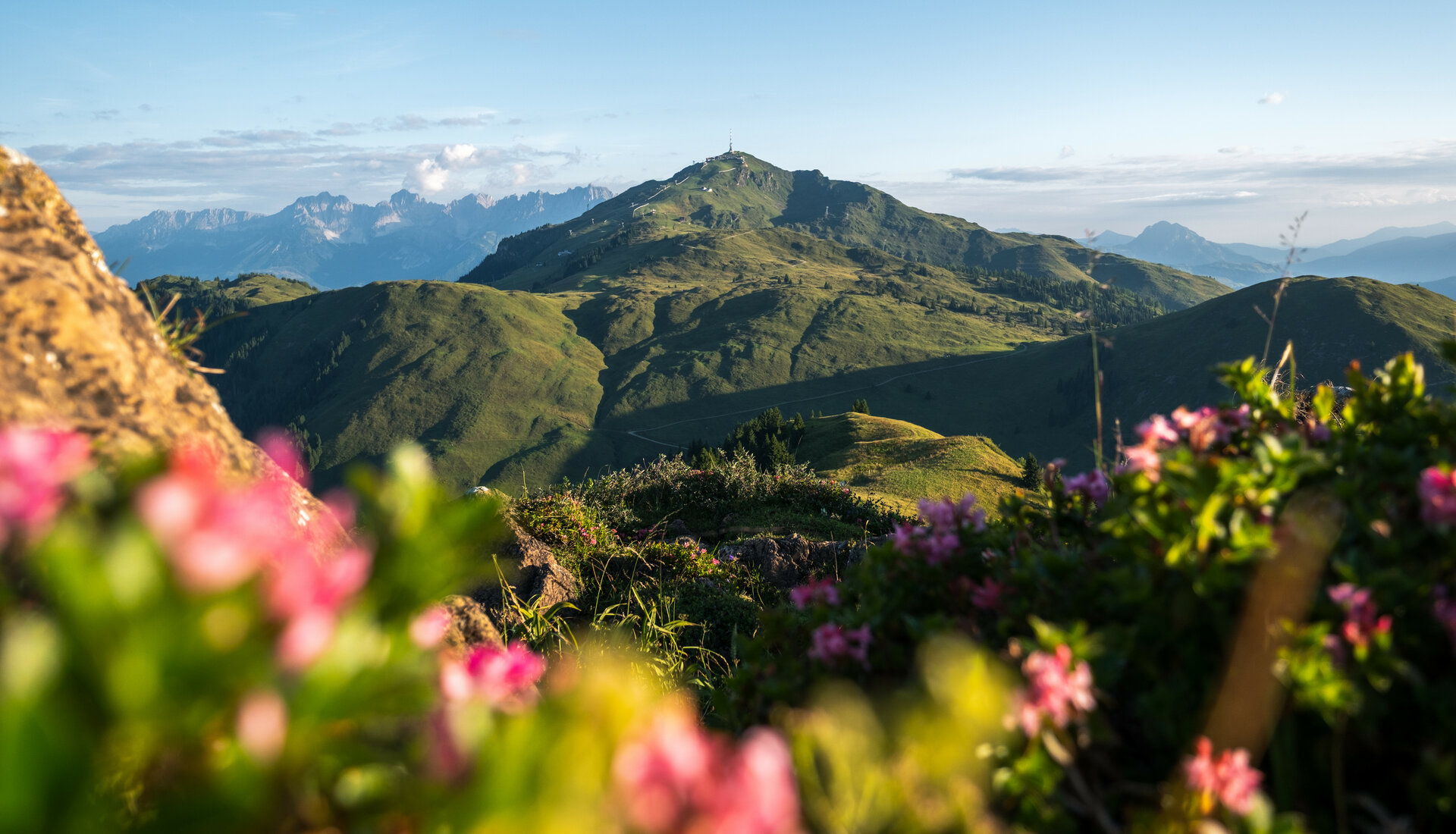 Alpine plants set against a mountain landscape
