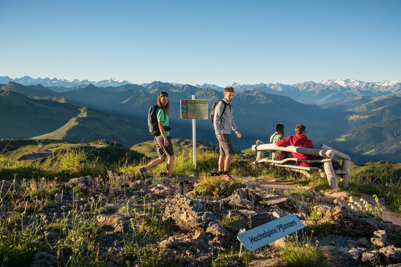 Wanderer in einem alpinen Blumengarten vor einem Bergpanorama mit Hinweisschildern und Holzbank.