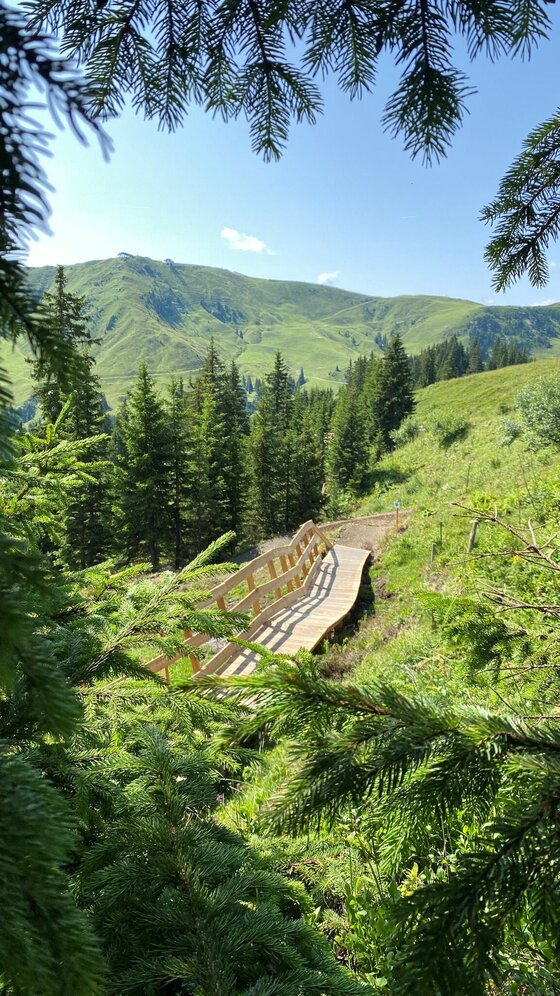 Lower Streiteck Trail Holzsteg Holzsteg auf einem Wanderweg in einer alpinen Wald- und Wiesenlandschaft.