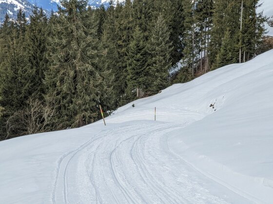 Verschneite Rodelbahn mit Kurve und Spuren im Schnee vor einem Nadelwald.
