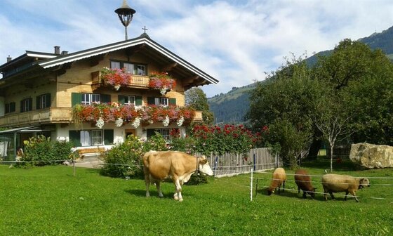 Lindenhof in Kitzbühel Alpenländisches Bauernhaus mit Blumenschmuck, einer Kuh und Schafen auf einer grünen Wiese vor Bergkulisse.
