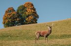 Wildpark Aurach 