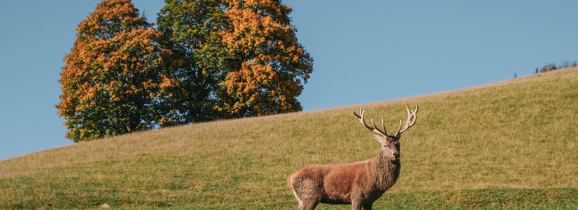 [Translate to EN:] Wildpark Aurach 