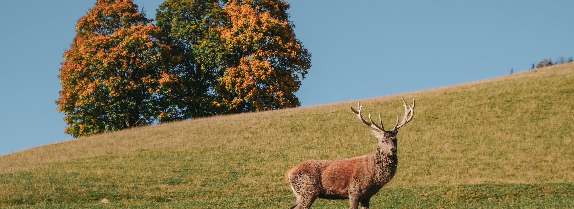 Wildpark Aurach 