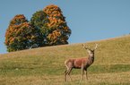 [Translate to EN:] Wildpark Aurach 