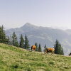 Zwei Kühe grasen friedlich auf einer grünen Wiese am Hahnenkamm, umgeben von hohen Tannen und majestätischen Bergen im Hintergrund.