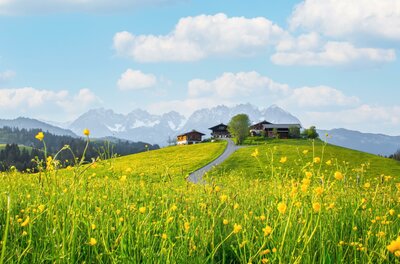 Frühling am Bio Yoga Hof Eine blühende gelbe Blumenwiese mit einem Bauernhof auf einem Hügel vor schneebedeckten Bergen.