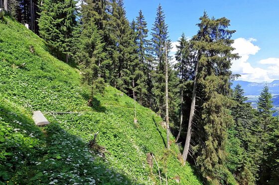 Waldhang am Gschwandbaum Steiler, grüner Waldhang mit hohen Nadelbäumen unter blauem Himmel.