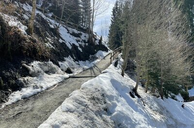 Ein schmaler, schneebedeckter Wanderweg führt steil bergauf durch einen Nadelwald.