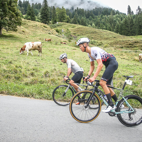On the Kitzbüheler Horn, two cyclists ride down a steep road through alpine scenery dotted with cows and wooded hills.