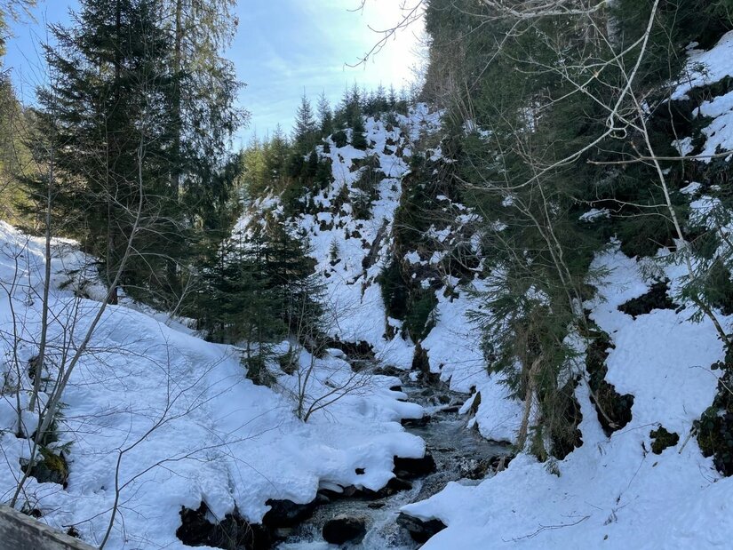 Verschneiter Bachlauf an der Pocherrunde Ein schmaler Bachlauf fließt durch eine verschneite Waldschlucht mit Nadelbäumen.