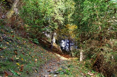 Höhenweg Reith Waldabschnitt Schmaler Waldweg mit herbstlichem Laub zwischen Nadelbäumen an einem Hang.