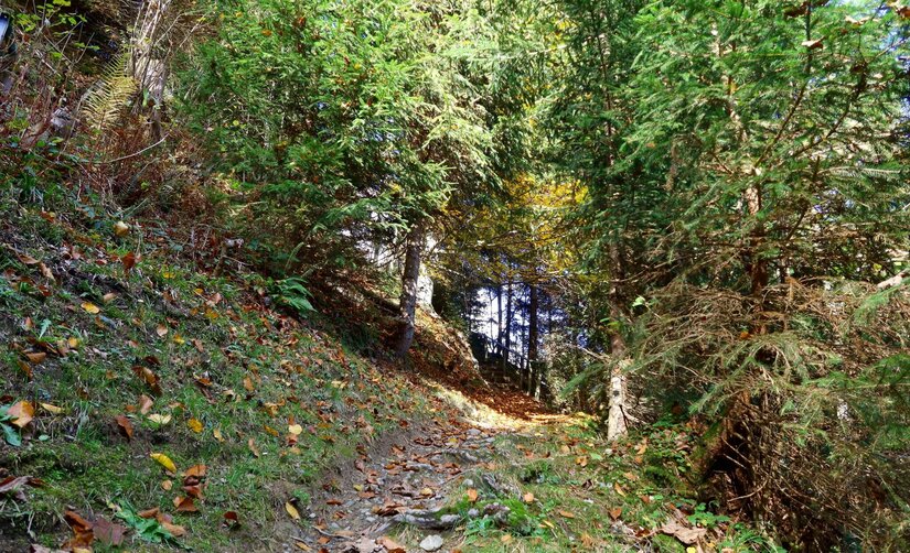 Höhenweg Reith Waldabschnitt Schmaler Waldweg mit herbstlichem Laub zwischen Nadelbäumen an einem Hang.