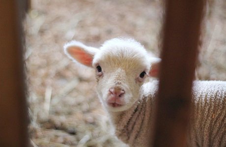 [Translate to EN:] Ostern Lamm