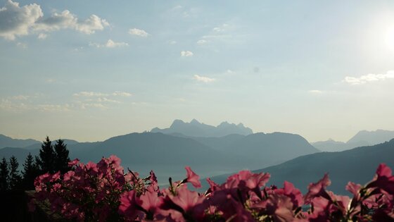 Blick über rosa Blumen im Vordergrund auf eine Gebirgskette im Hintergrund unter blauem Himmel.