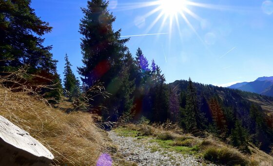 Wanderweg am Waldrand Schmaler Schotterweg führt an Nadelbäumen vorbei unter strahlend blauem Himmel mit Sonnenstern.