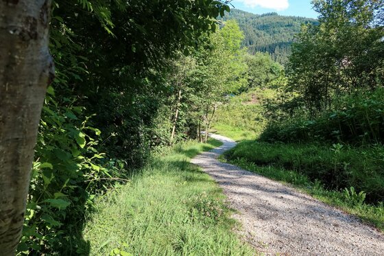 Wanderweg Askara Runde Ein geschotterter Wanderweg führt durch eine grüne Wald- und Wiesenlandschaft mit Bergen im Hintergrund.