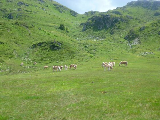 Pferde auf der Alm Eine Gruppe heller Pferde grast auf einer weitläufigen grünen Almwiese vor einem steilen Grashang.
