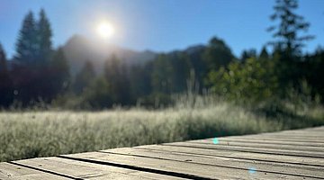 Wiese im Sonnenschein