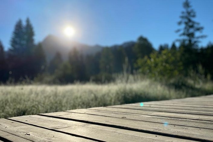 Wiese im Sonnenschein