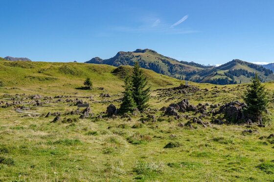 Karstweg am Kitzbüheler Horn Grüne Almwiese mit Felsbrocken, vereinzelten Nadelbäumen und Bergen im Hintergrund unter blauem Himmel.