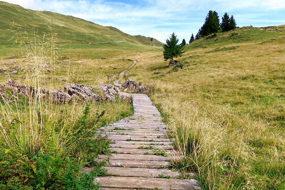 Holzsteg am Karstweg Ein schmaler Holzsteg führt durch eine hügelige Graslandschaft mit vereinzelten Nadelbäumen und Felsen.