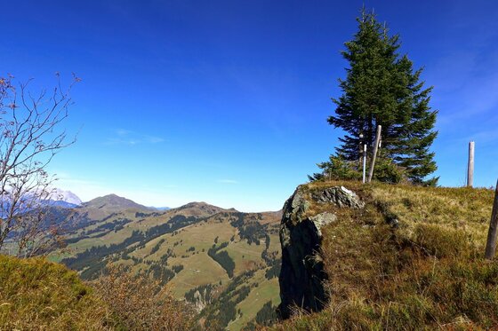 Aussichtspunkt am Tristkogel Blick von einem grasbewachsenen Felsvorsprung mit Nadelbaum auf bewaldete Berghänge unter blauem Himmel.