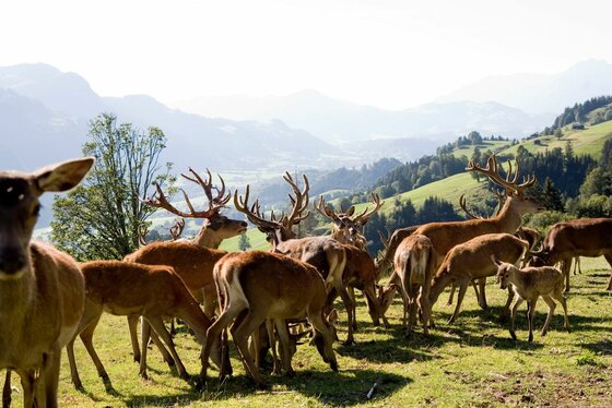 Eine Gruppe von Hirschen und Rehen auf einer Bergwiese vor einem Talpanorama.