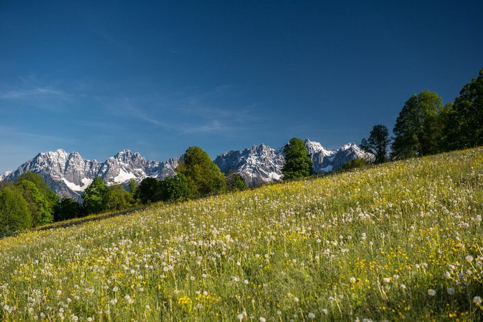 Bergwiesen im Frühling