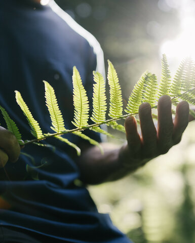 Ein Mann hält einen langen Farn in der Hand, während Sonnenstrahlen durch den Wald scheinen und eine friedliche Atmosphäre schaffen.