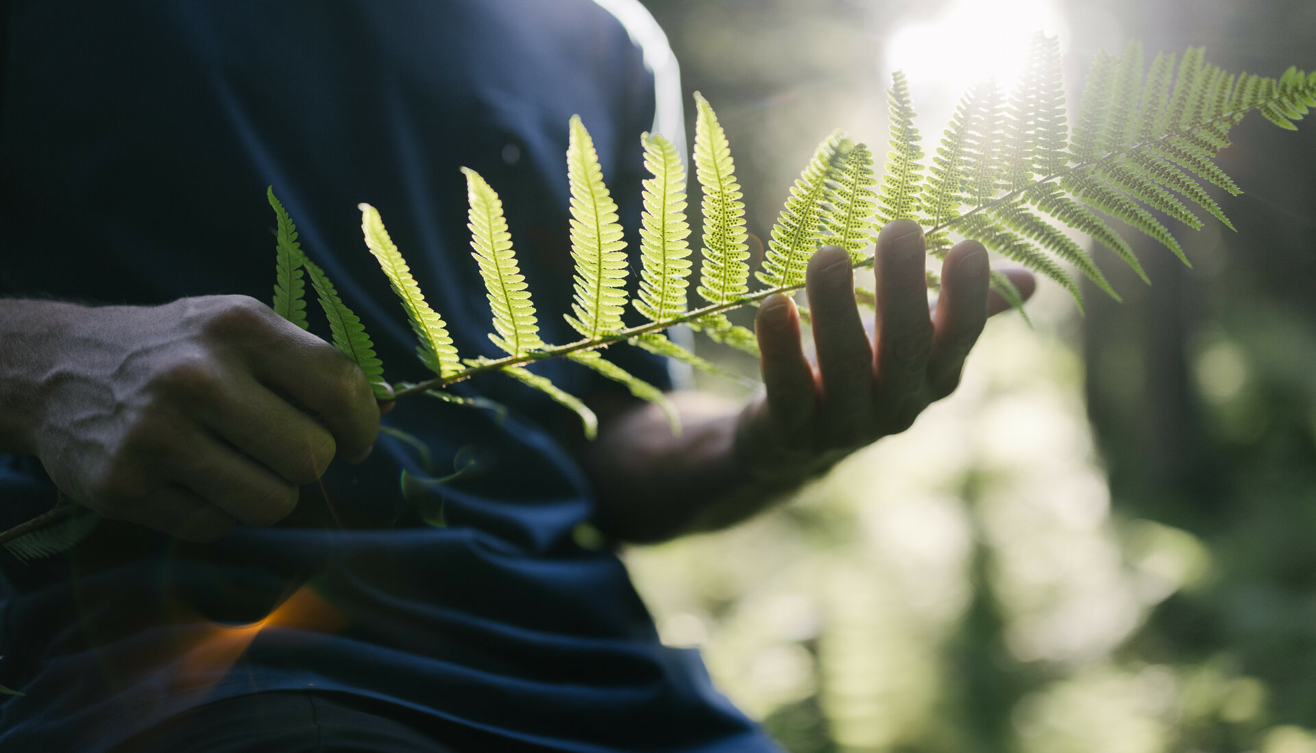 Ein Mann hält einen langen Farn in der Hand, während Sonnenstrahlen durch den Wald scheinen und eine friedliche Atmosphäre schaffen.
