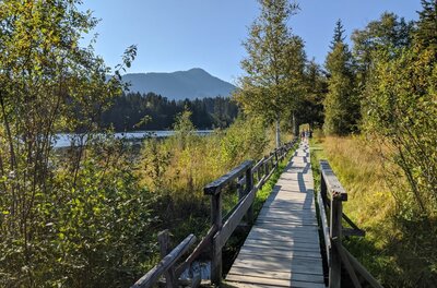 Ein schmaler Holzsteg mit Geländer führt durch eine bewachsene Uferlandschaft an einem See.