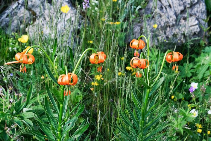 Alpenblume 
