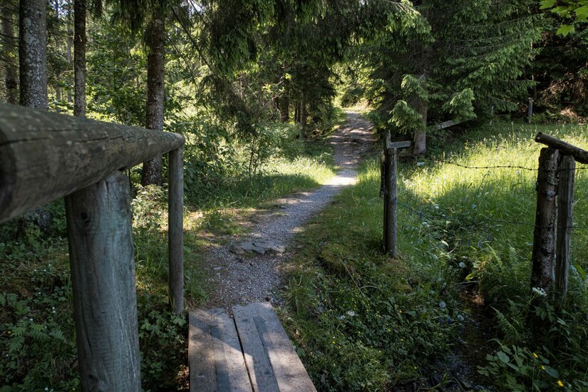 Reither Trail Waldabschnitt Schmaler Waldweg mit Holzsteg und Weidezaun im Vordergrund.