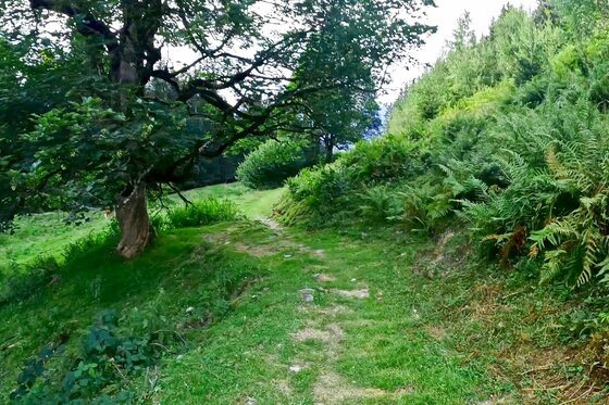 Ein schmaler, grasbewachsener Wanderweg führt an einem Baum und Farnen vorbei einen Hang hinauf.