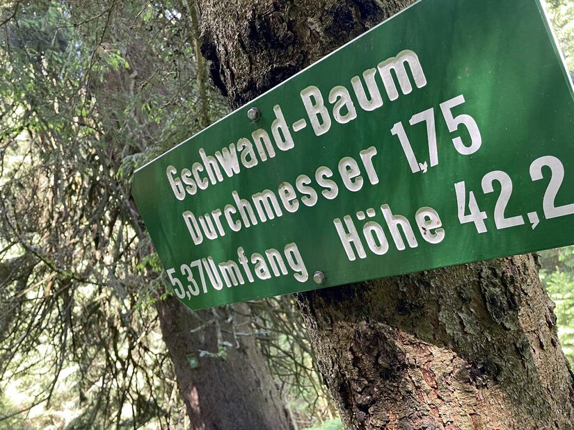 Infotafel am Gschwand-Baum Grünes Hinweisschild am Gschwand-Baum mit Angaben zu Durchmesser, Umfang und Höhe.