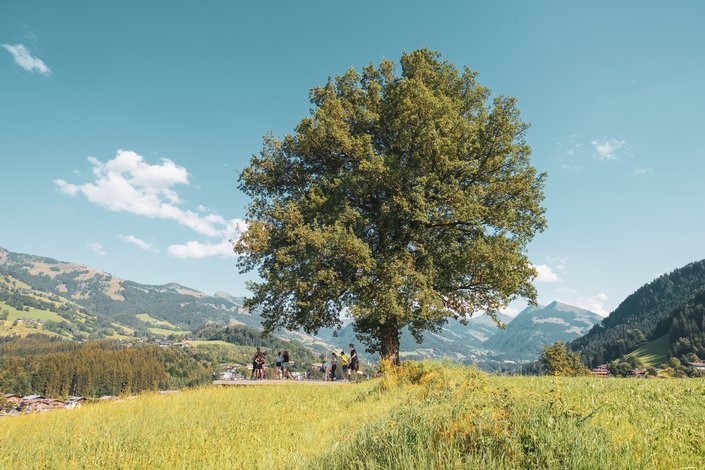 Baum