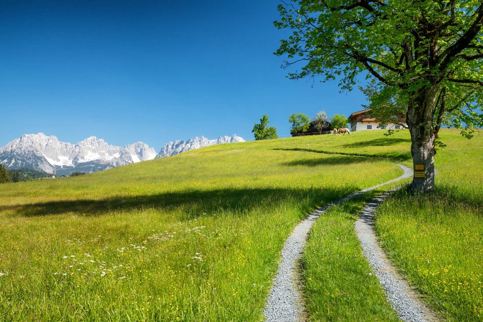 Bergwiese mit Weg