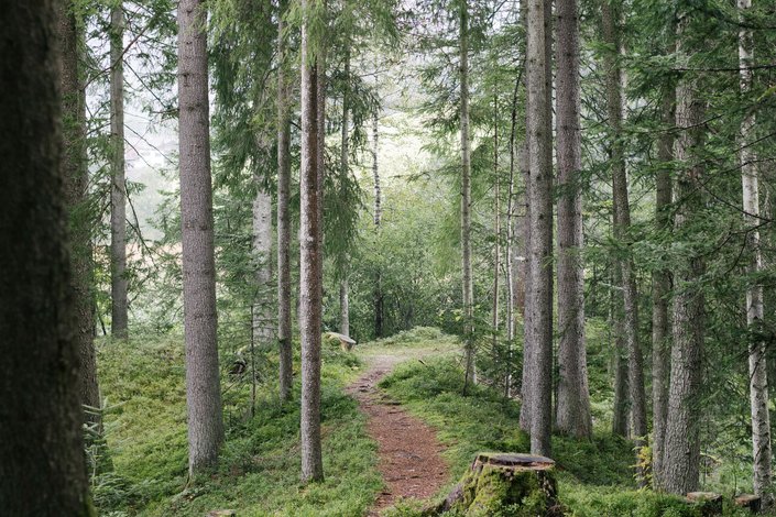 Kleiner Pfad im Wald