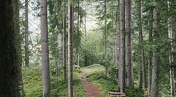 Kleiner Pfad im Wald