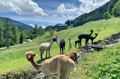 Mehrere Alpakas in verschiedenen Farben auf einer grünen Bergwiese vor bewaldeten Hängen.