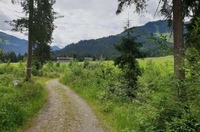 Ein geschotterter Wanderweg führt durch eine grüne Wiese mit Bäumen und Blick auf bewaldete Berge.