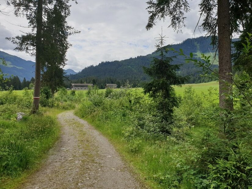 Wanderweg Richtung Westendorf Ein geschotterter Wanderweg führt durch eine grüne Wiese mit Bäumen und Blick auf bewaldete Berge.