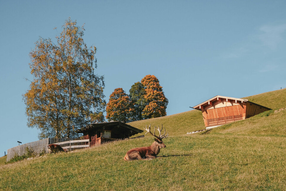 Wildpark Aurach ein Horsch liegt im Gras