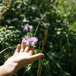 A hand touching a flower