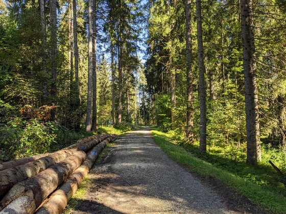 Ein geschotterter Waldweg führt durch einen Nadelwald, am linken Rand liegen aufgestapelte Baumstämme.