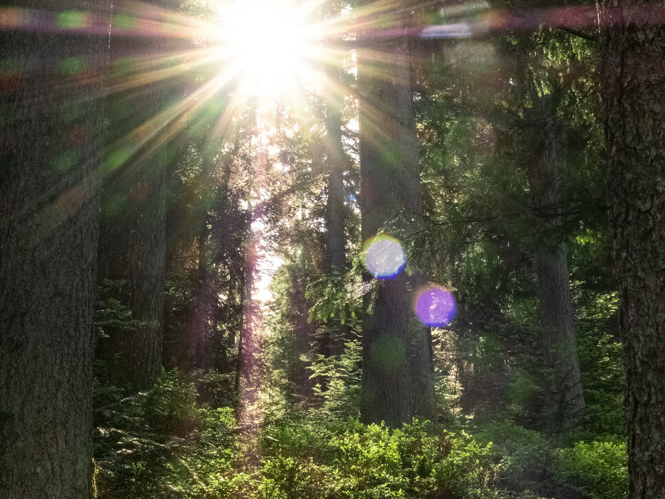 Sonnenlicht fällt durch die Bäume eines Waldes in Kitzbühel und erzeugt ein Lichtspiel auf dem Boden.
