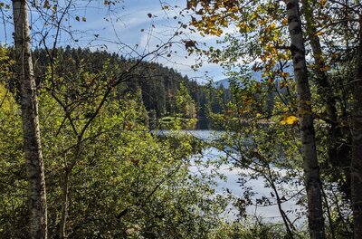 Gieringer Weiher im Herbst Blick durch Birken und herbstliches Laub auf einen ruhigen See mit bewaldetem Ufer.