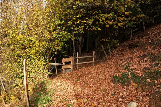 Waldweg mit Zauntritt Ein mit Herbstlaub bedeckter Waldweg führt zu einem hölzernen Zauntritt unter Bäumen.
