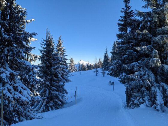 Verschneiter Waldweg mit Tannen unter blauem Himmel und Berggipfel im Hintergrund.